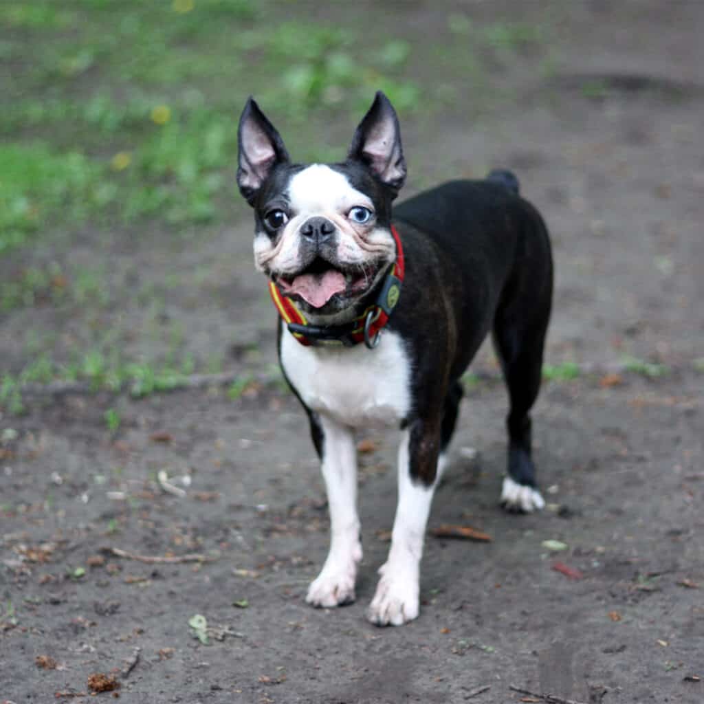 BostonTerrier